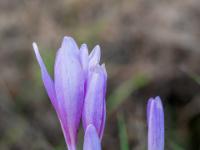Herbstzeitlosen Knospen und Blüten